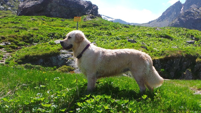 Gabee Des Prairies De Belledonne