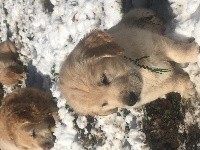 Des Prairies De Belledonne - Golden Retriever - Portée née le 02/12/2017