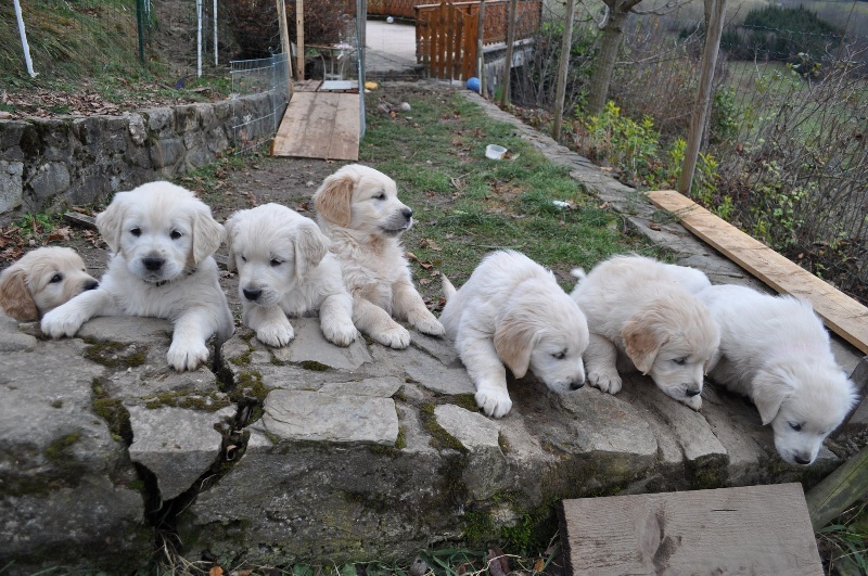 Des Prairies De Belledonne - Golden Retriever - Portée née le 06/09/2013