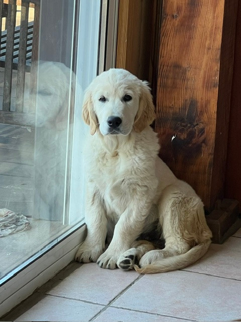 Des Prairies De Belledonne - Chiots disponibles - Golden Retriever